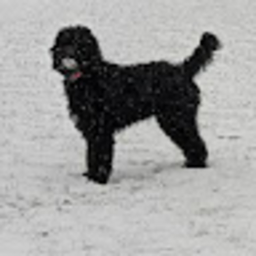 Meet your Posher, Chris